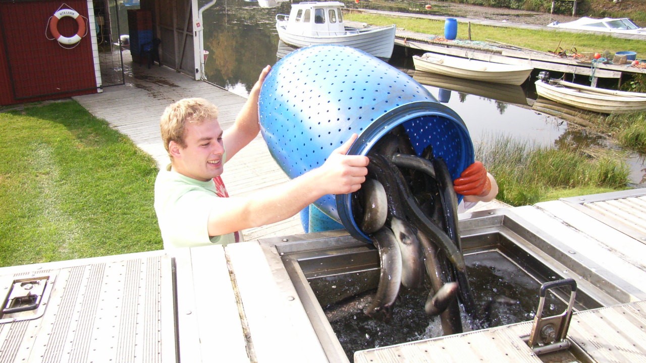 16x9 eels.jpg
